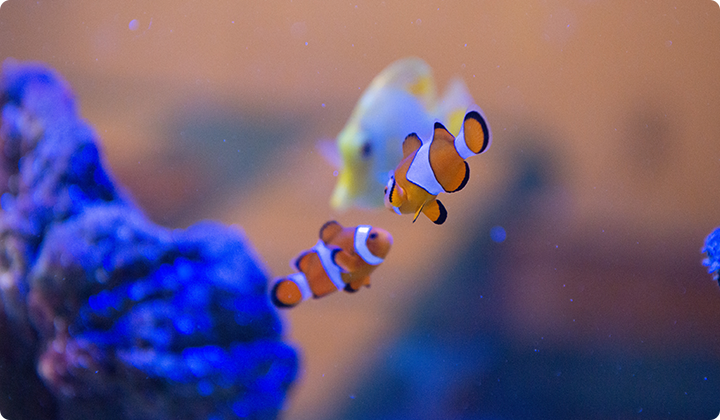 可愛い熱帯魚がお出迎え